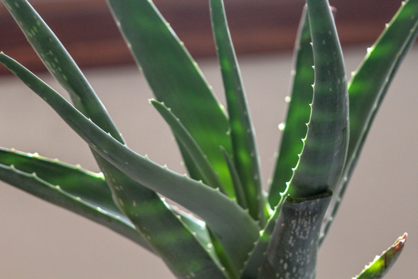 House plants for Beginners: The aloe vera. One of the best houseplants for beginners