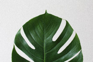 Houseplants You Won&rsquo;t Kill (Great For People Without Green Thumbs)