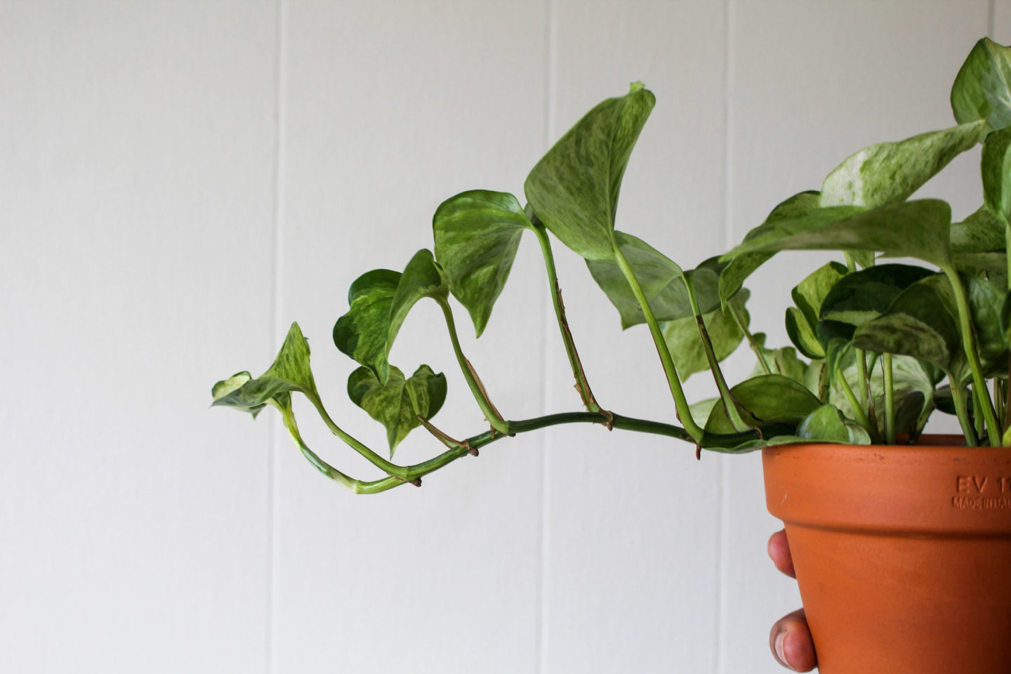 House plants for Beginners: The pothos. One of the best houseplants for beginnners