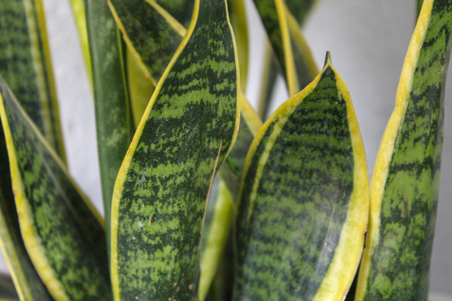 House plants for Beginners: The sansevieria. One of the best houseplants for beginners