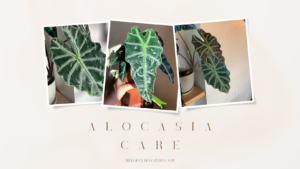 Secrets of the Elephant Ear Houseplant Alocasia Plant Guide