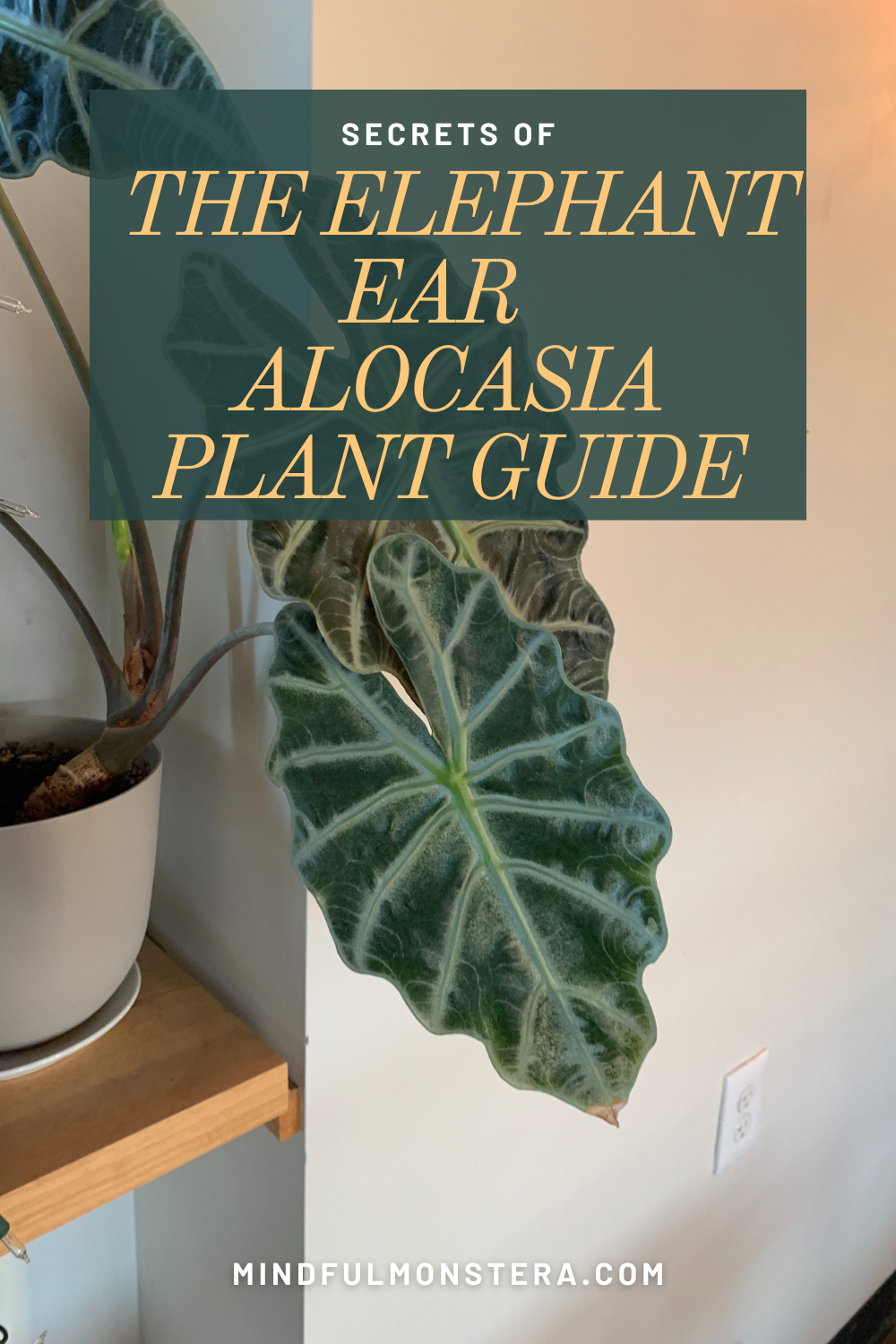 Elephant Ear Houseplant