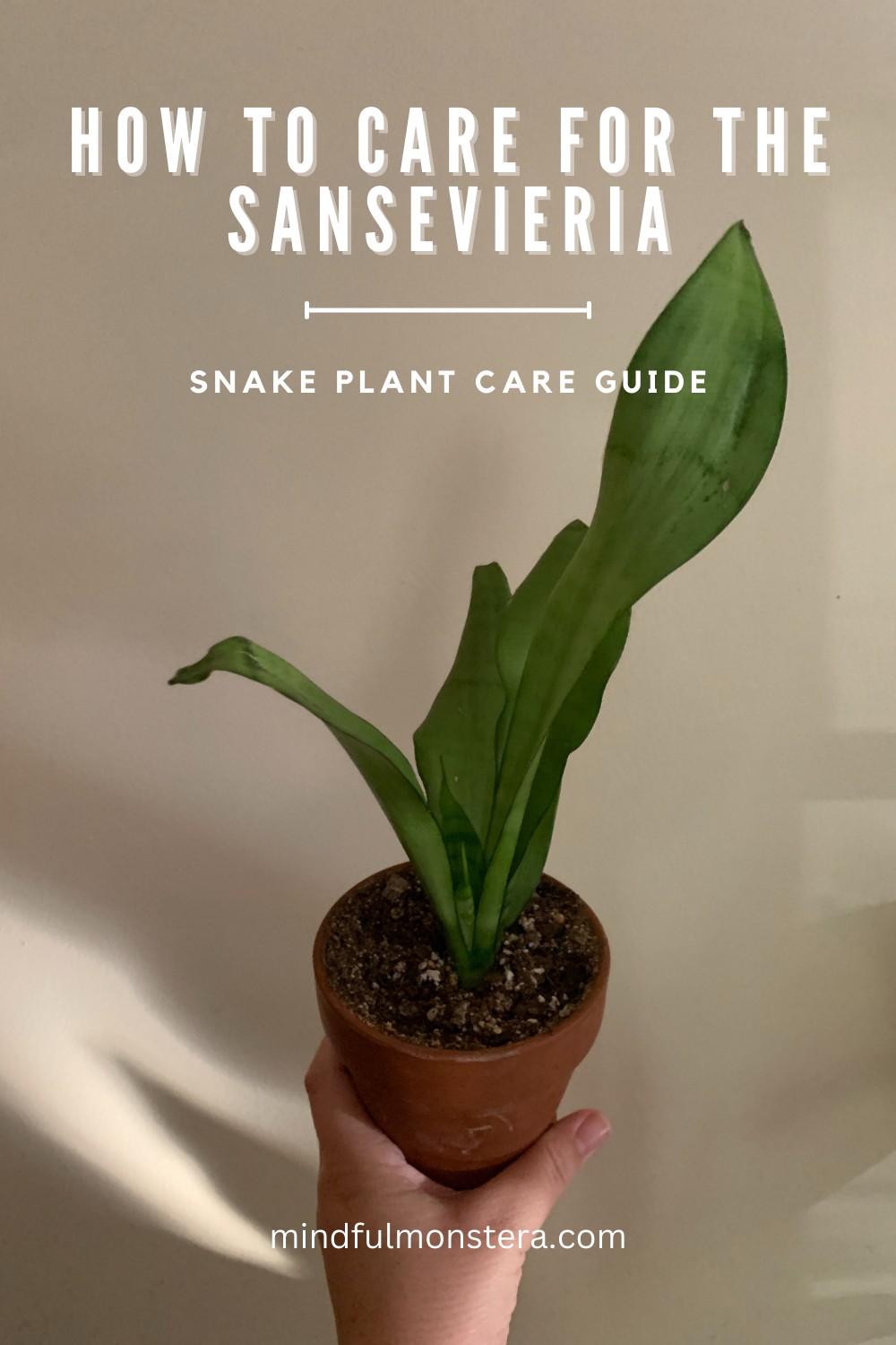 HOW TO CARE FOR THE
SANSEVIERIA