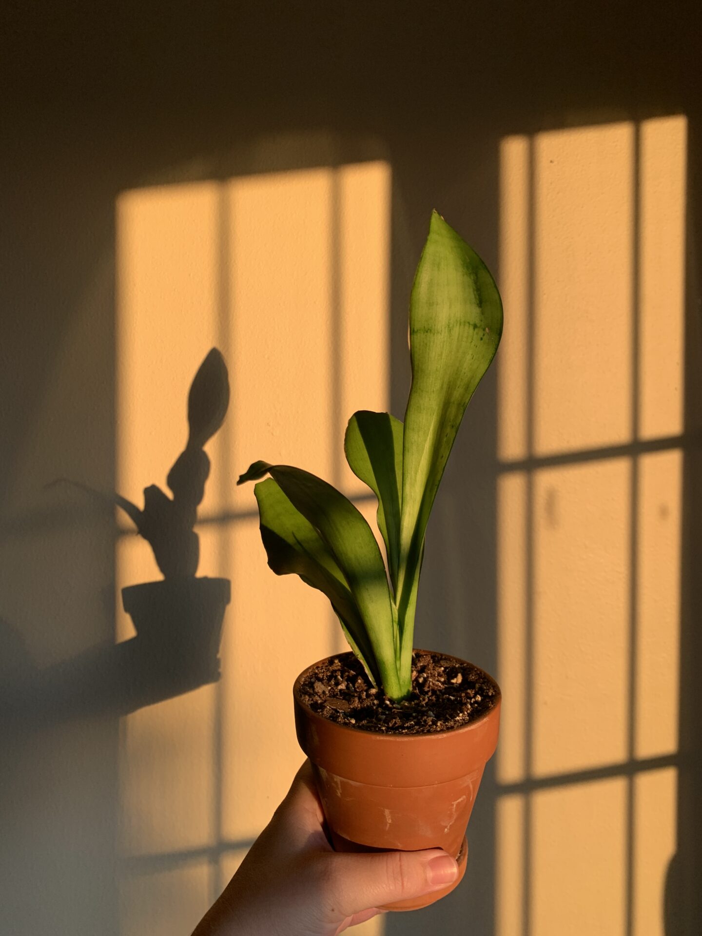HOW TO CARE FOR THE SANSEVIERIA