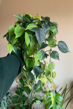 Learn How to Care for the Philodendron Brasil (Happy Plant)