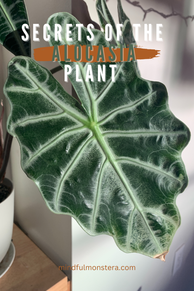 Secrets of the Elephant Ear Houseplant Alocasia Plant Guide Mindful
