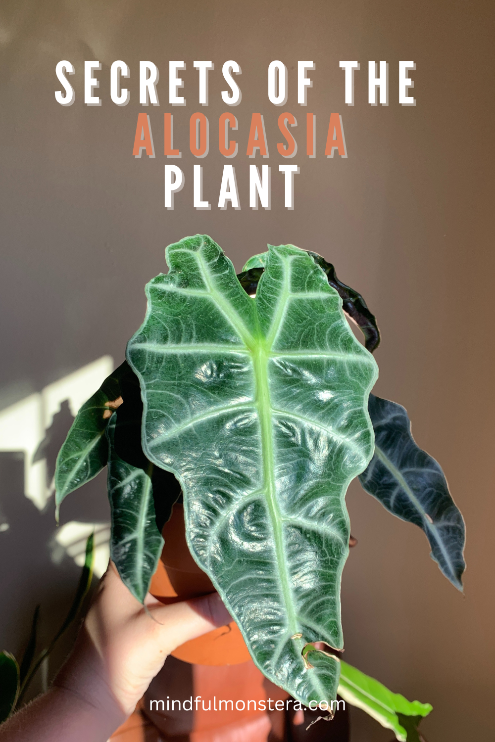 Secrets of the Elephant Ear Houseplant Alocasia Plant Guide