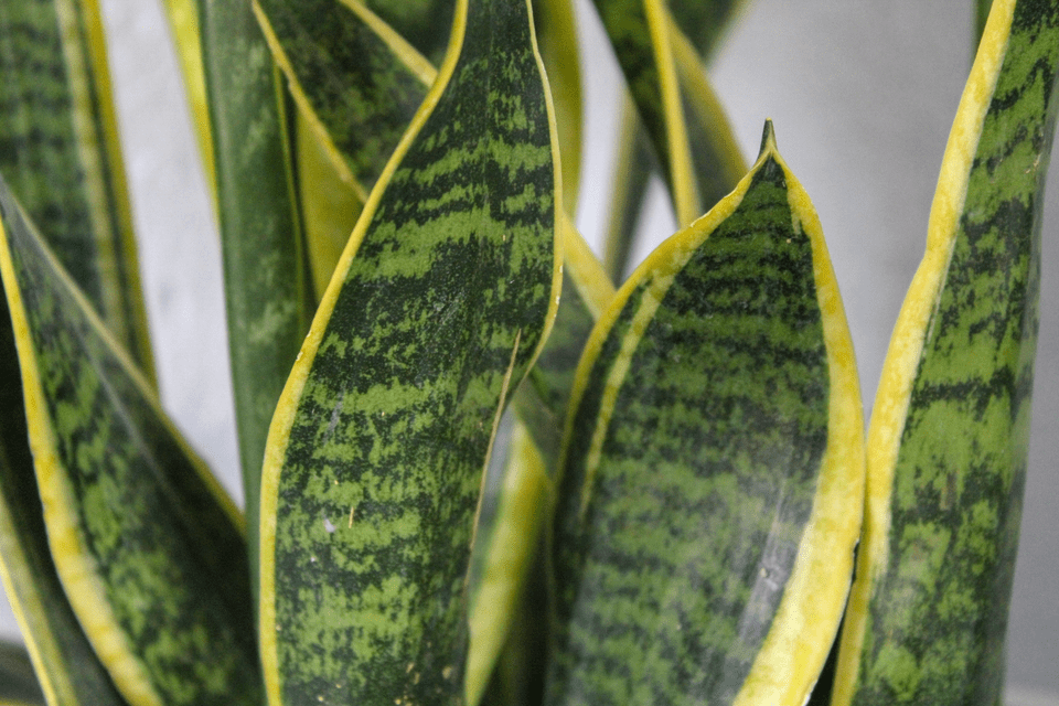 HOW TO CARE FOR THE
SANSEVIERIA