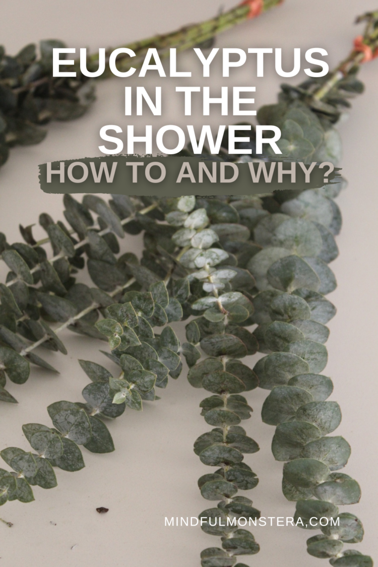 Eucalyptus in the Shower How to and Why? (Video) Mindful Monstera
