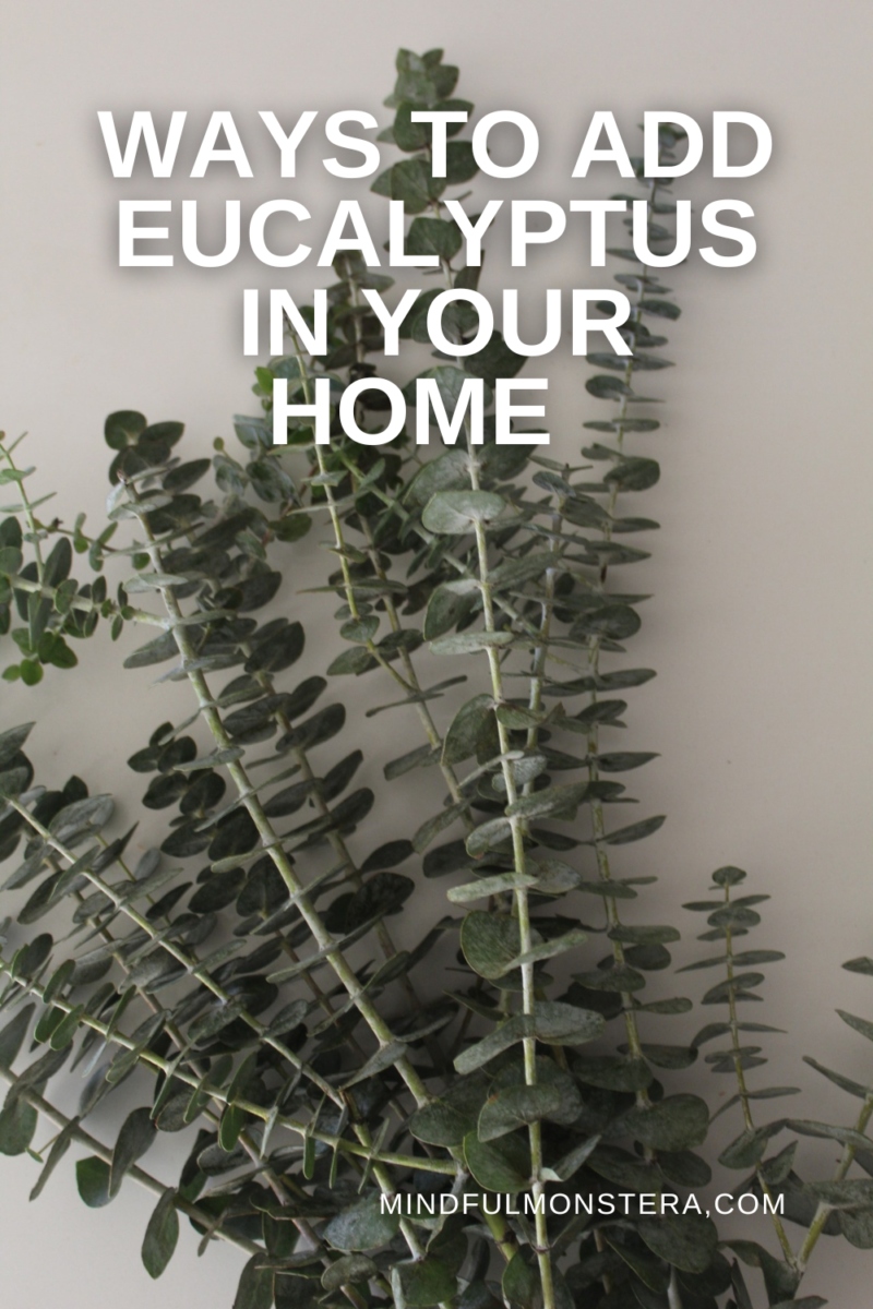 Eucalyptus in the Shower How to and Why? (Video) Mindful Monstera
