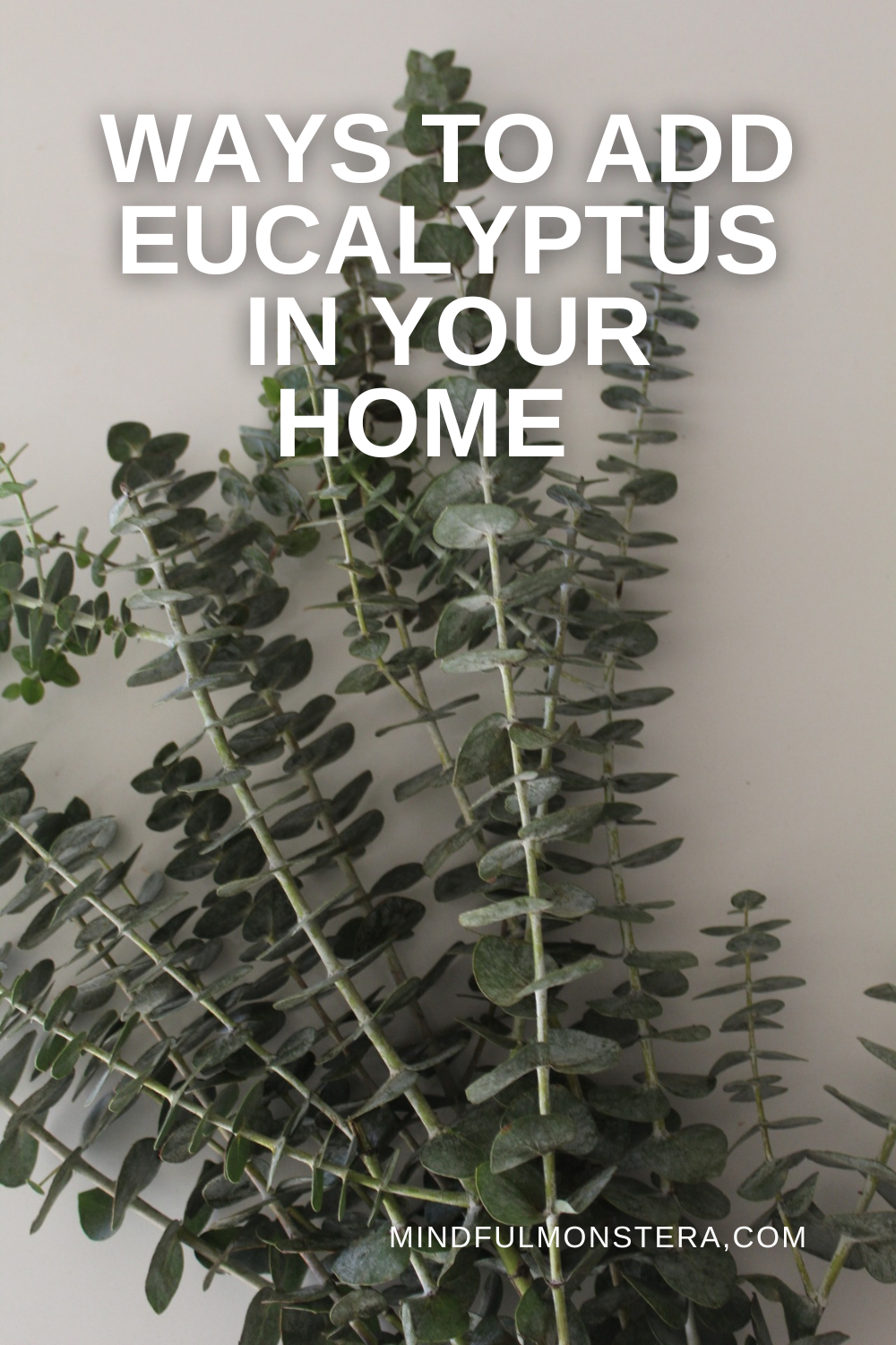 
Eucalyptus
