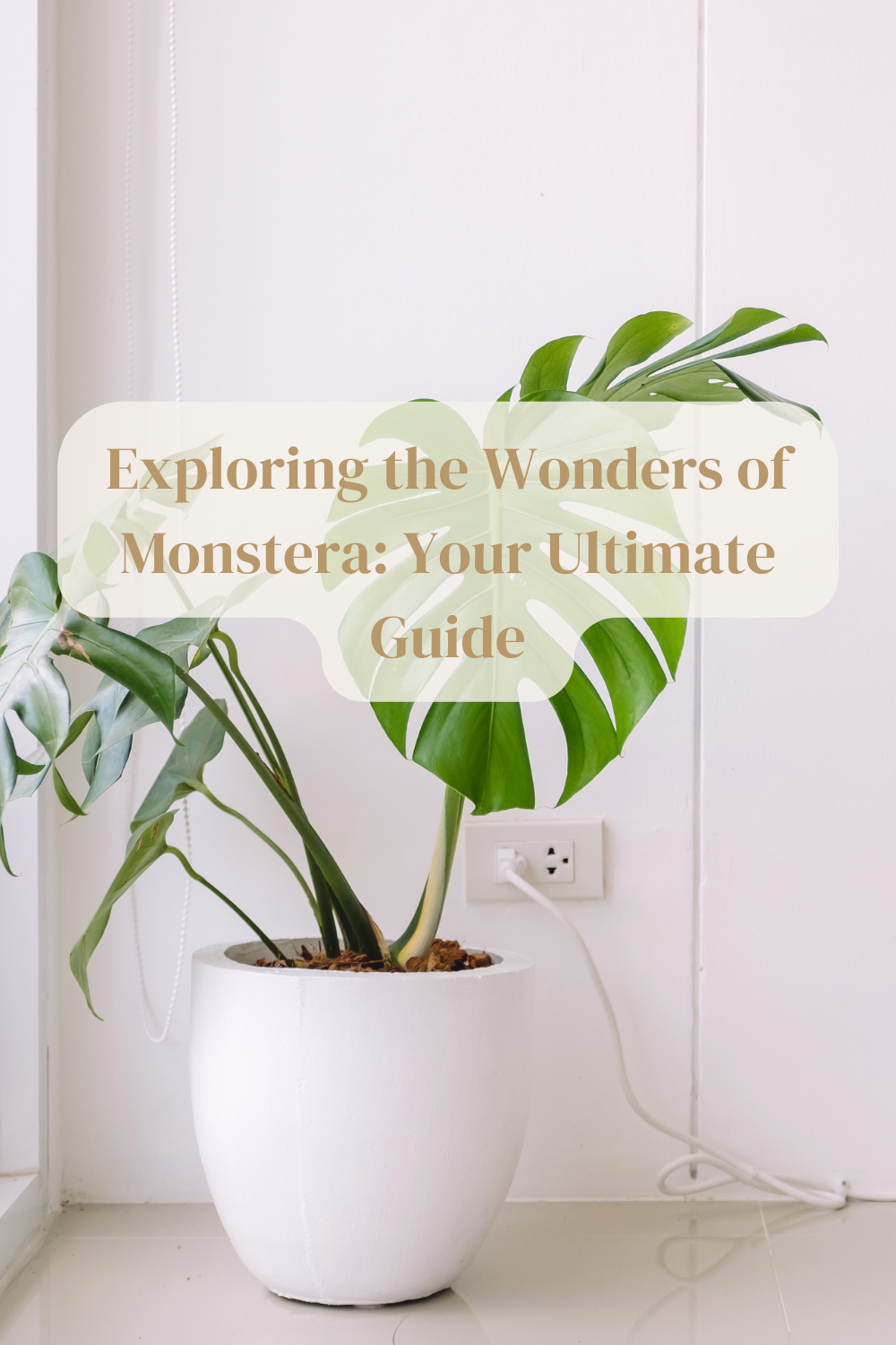 Exploring the Wonders of Monstera Your Ultimate Guide Mindful Monstera
