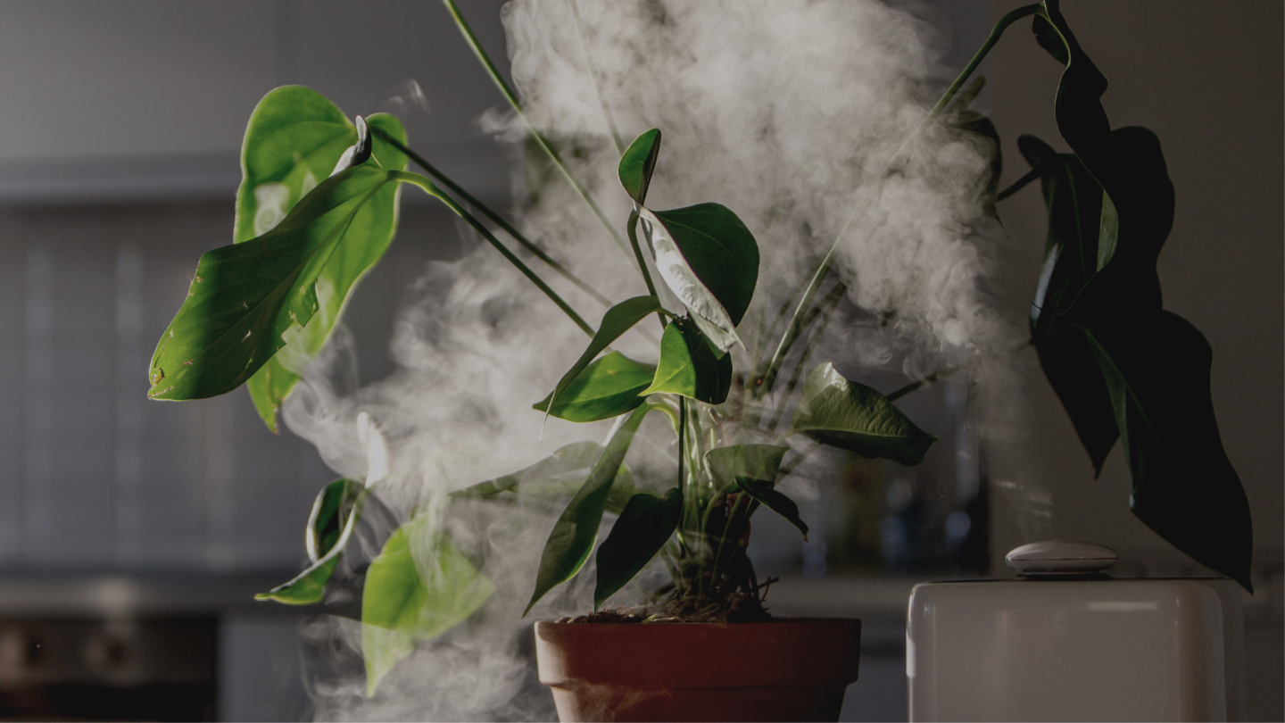 house plant humidifier