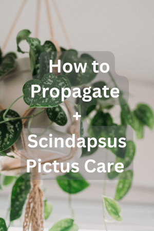 Scindapsus Pictus  in planter