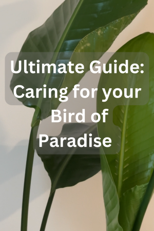 bird of paradise care guide