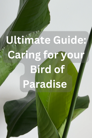 pin this photo for a bird of paradise care guid