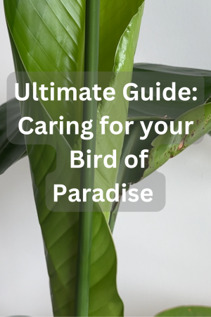 pinnable post for a bird of paradise care guide